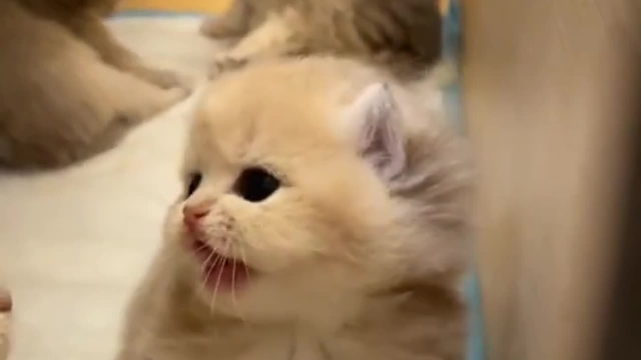 cute little kitty