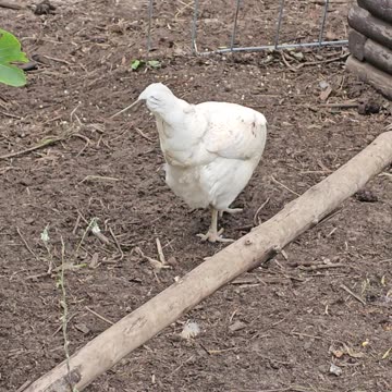 OMC! Whitey is a camera shy little chicken! #whitey #chickens #hens #back #americauna #shorts
