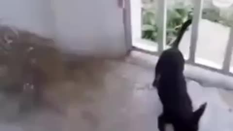 So cute pet.
