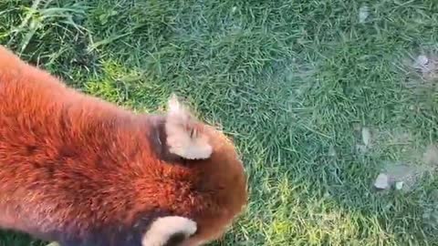 Red panda cute animal # Quanzhou