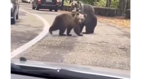 Funny Animal Videos