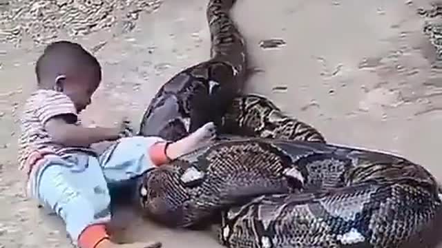 A small child python is not afraid of snake but plays with it