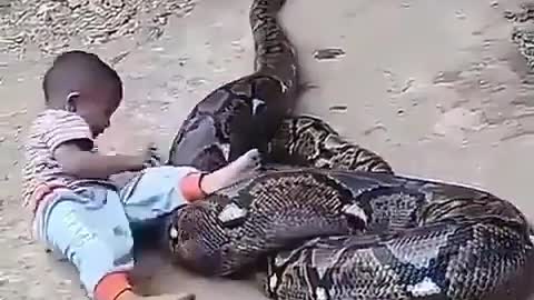 A small child python is not afraid of snake but plays with it