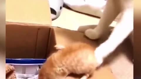 Cat dropped her baby in anger