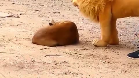 Troll Prank Dog and fake Lion