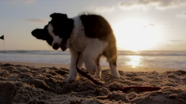 Smart dogs are lovable creatures