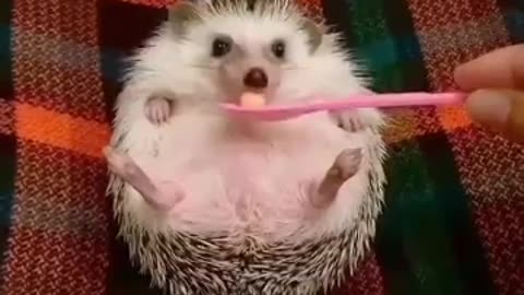 🙏❤🎉🎉🎉🎊🎊🎊️SWEET AND FUNNY ANIMALS SHOTS 🙏❤️❤️🎉🎉🎉🎊🎊🎊
