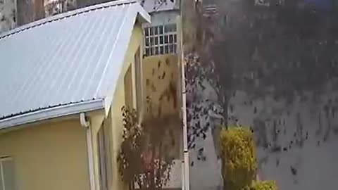Quando gli animali non girano in tondo, cadono dal cielo