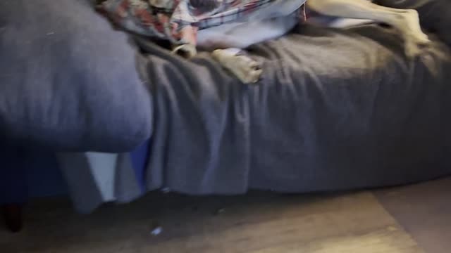Gert Alert! Blanket fun