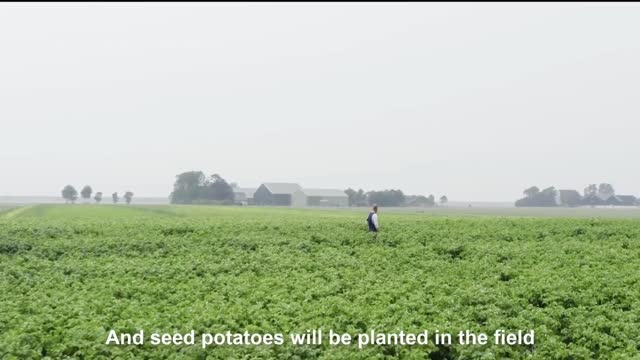 Modern Aeroponics Potato Farming Part 2