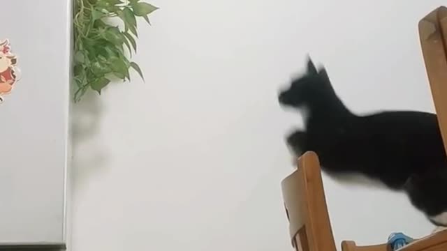 Where are you going, my little cat?