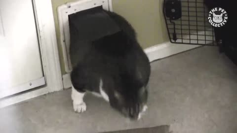 COMPILATION PETS ESCAPING