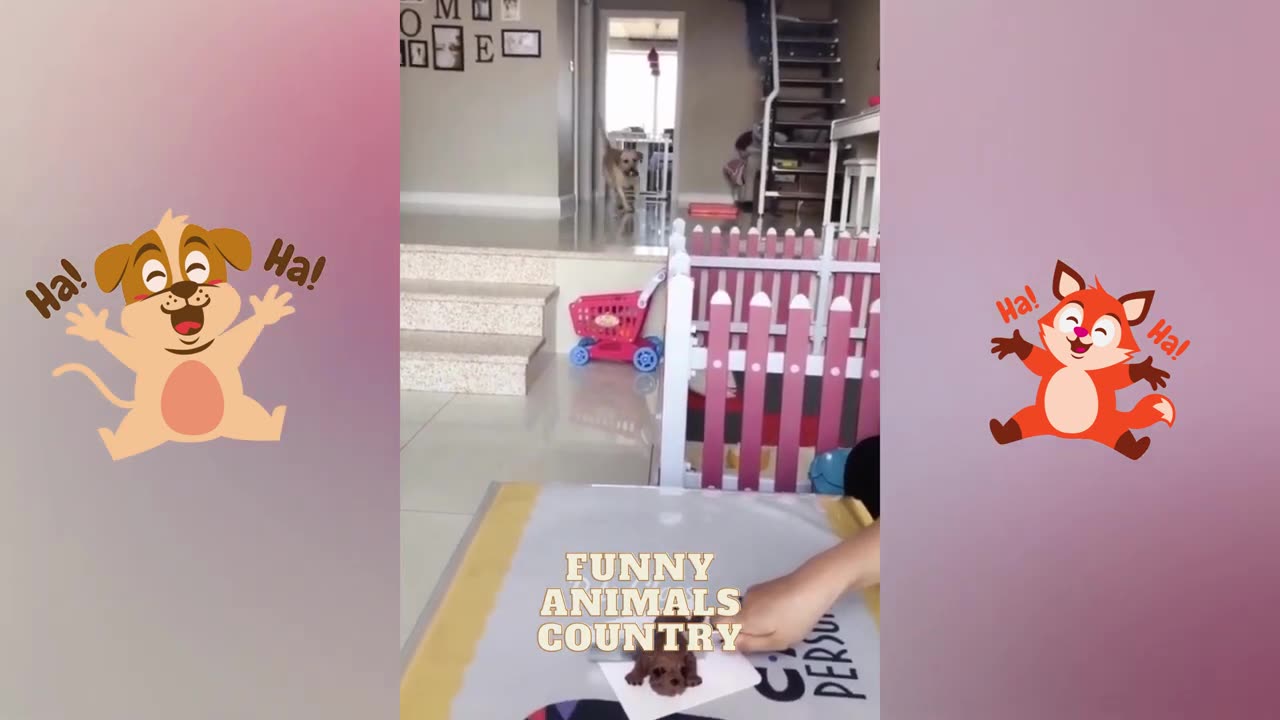 Funny Animal Videos 2023 😂 - Funniest Dogs And Cats Videos