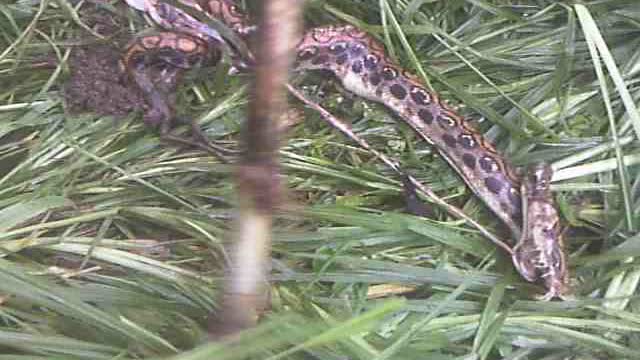 JUNGLE BOA CONSTRICTOR on trail to 7 Petroglyphs Pena Blanca Ecuador