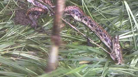 JUNGLE BOA CONSTRICTOR on trail to 7 Petroglyphs Pena Blanca Ecuador