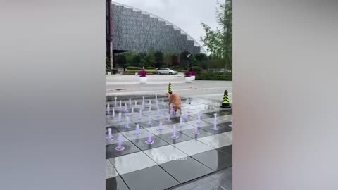 Funniest Animals 2023