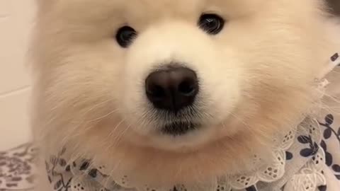 731_His voice is like a subwoofer 🥰#samoyed #puppysamoyed #