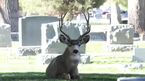 Mule deer bucks and does in the cemetery