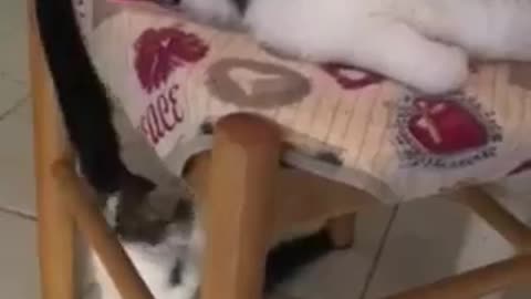 Play together😆😆😆🐈🐈🐈