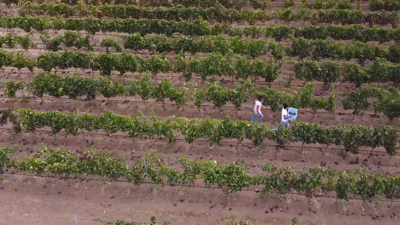 In vendemmia _ Barone Sergio