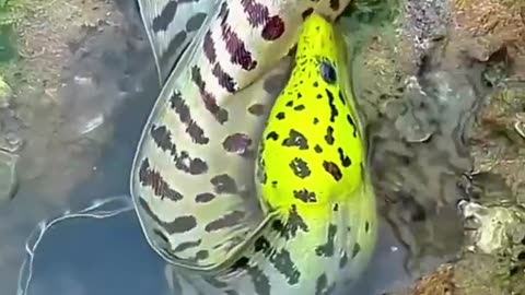 Giant Moray EEL -caught