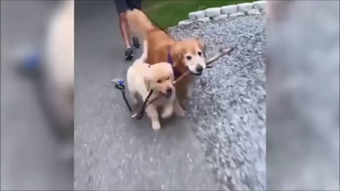 Funny Cats and Dogs Videos September 2021 Try Not to Laugh or Grin Cute and Funny Animals #5