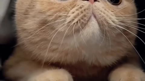 Cat Vidio Funy