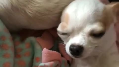 Funny animal videos|Cute animal videos |Funny dog&cat videos|Hilarious pet videos|Funny video