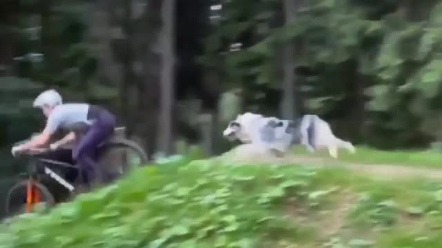 #dog amazing jump#funny video
