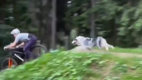 #dog amazing jump#funny video