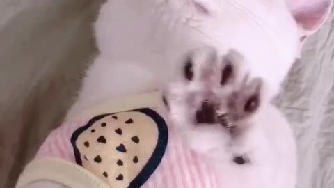 I don't like kittens. Why should I touch her head
