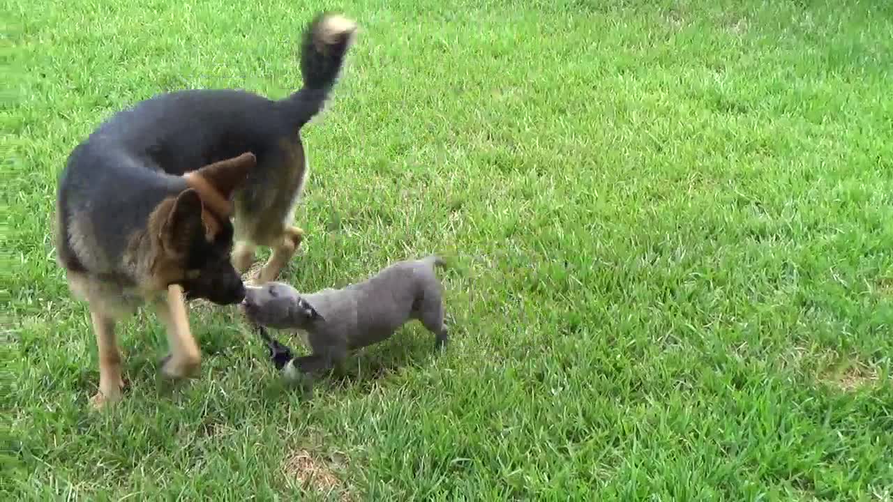 German Shepherd Tug of War with Baby Pitbull!
