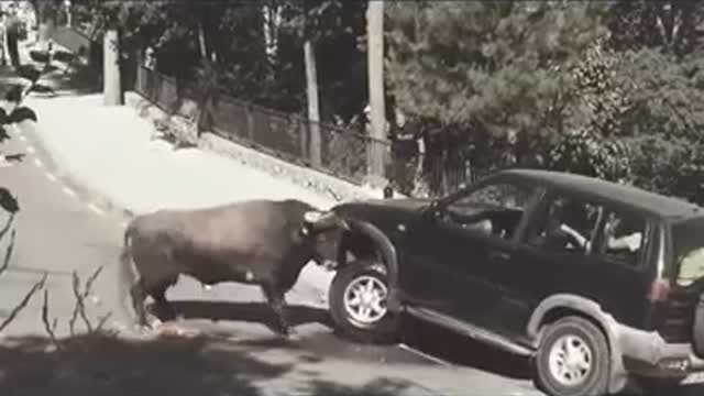Village cow vs Locals dog from India