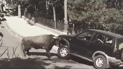 Village cow vs Locals dog from India