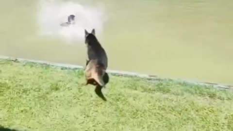 Funny Videos Funny animals