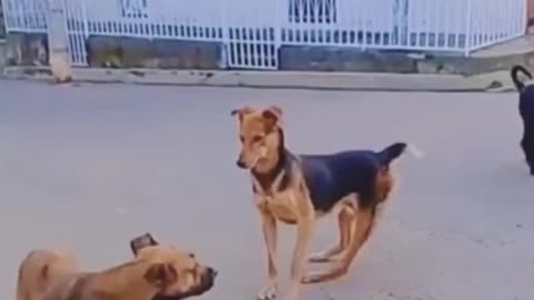 Funny dog walking on two legs