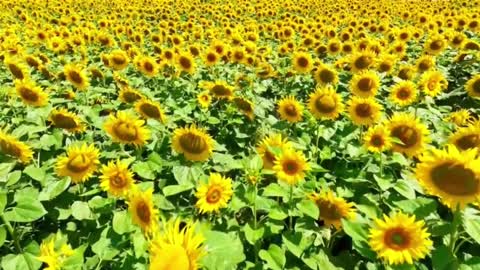 #sunflower #scenery #fyp #foryou