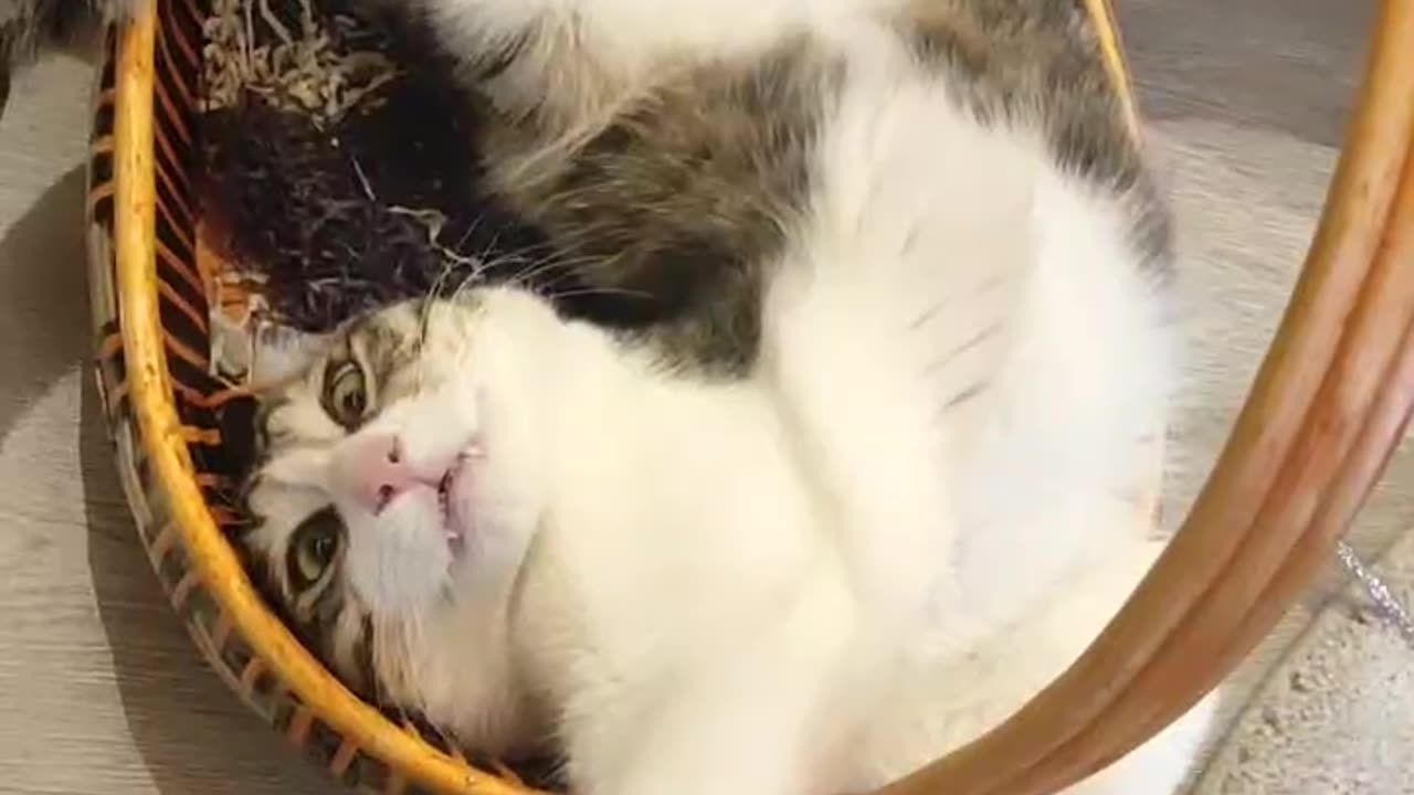 This Egg Seems a Little to Big for the Basket