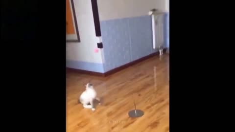 Curiosity killed the Dog this time😂