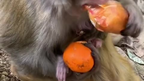 To make than the monkey