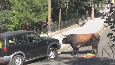 Damn Nature You Scary _ Funny Scary Animal Encounters