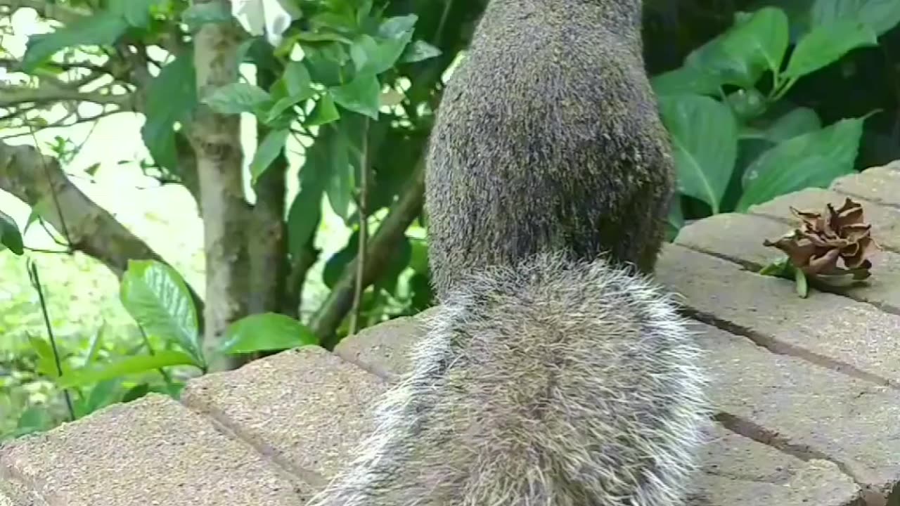Funny Mika The Squirrel 🐿️❤️she got shy when I told her she had dirt on her nose😂😍