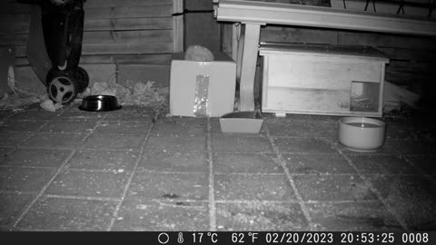 Hedgehog leaves fed and happy - Mit vollem Bauch und glücklich verschwindet der Igel