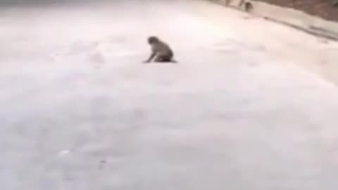 Monkey Baby Spins Like a Wheel #shorts #viral #shortsvideo #video