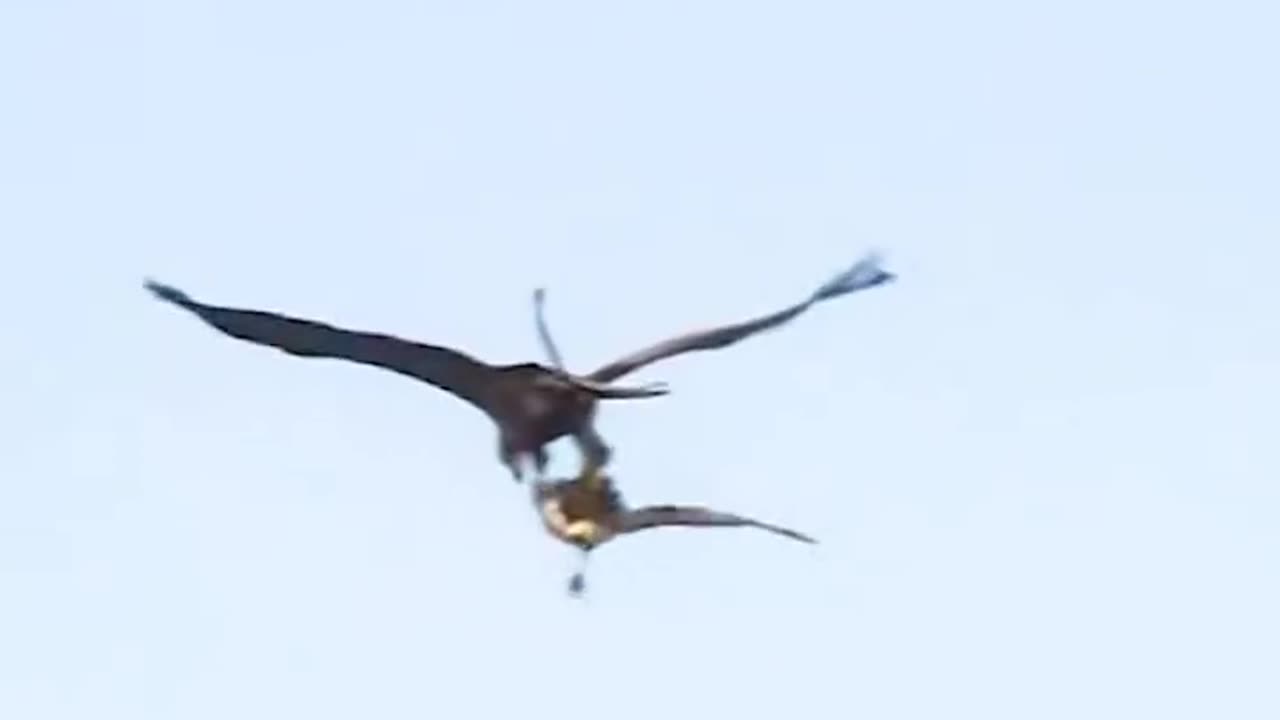 Hiw Eagle Attacks other birds you can see here