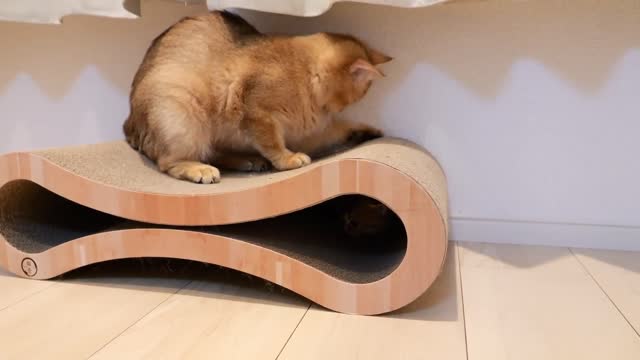 6 razões fascinantes pelas quais as pessoas gostam de gatos