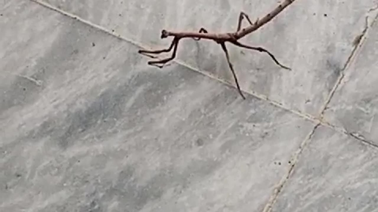 Stick insect | Plasmid