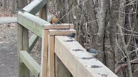 Beautiful female Cardinal 😊😊