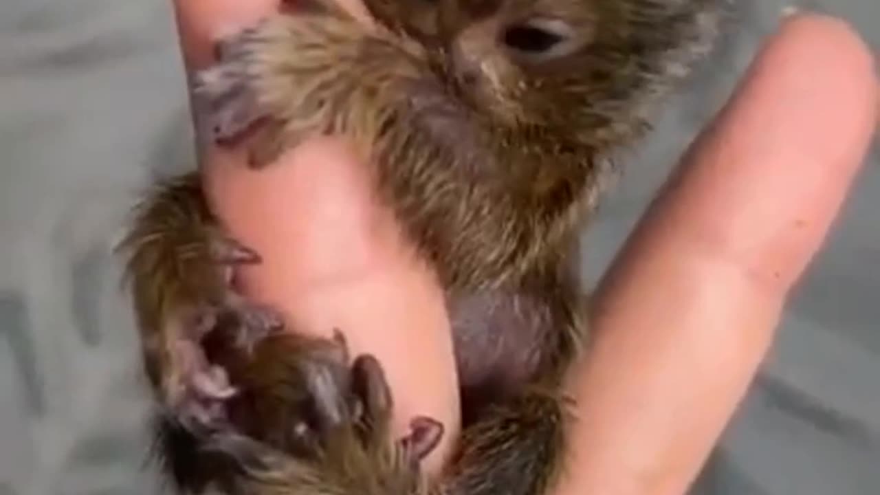 The smallest monkeys in the world