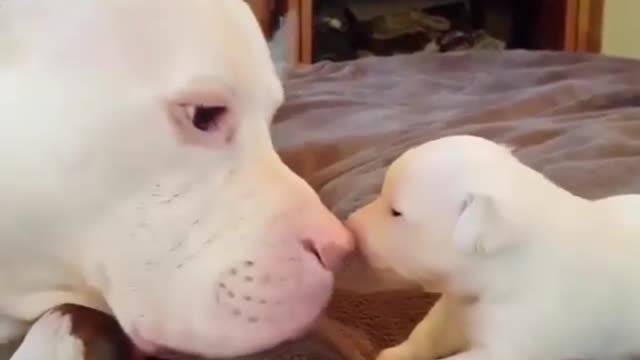 Do you find this dog funny?